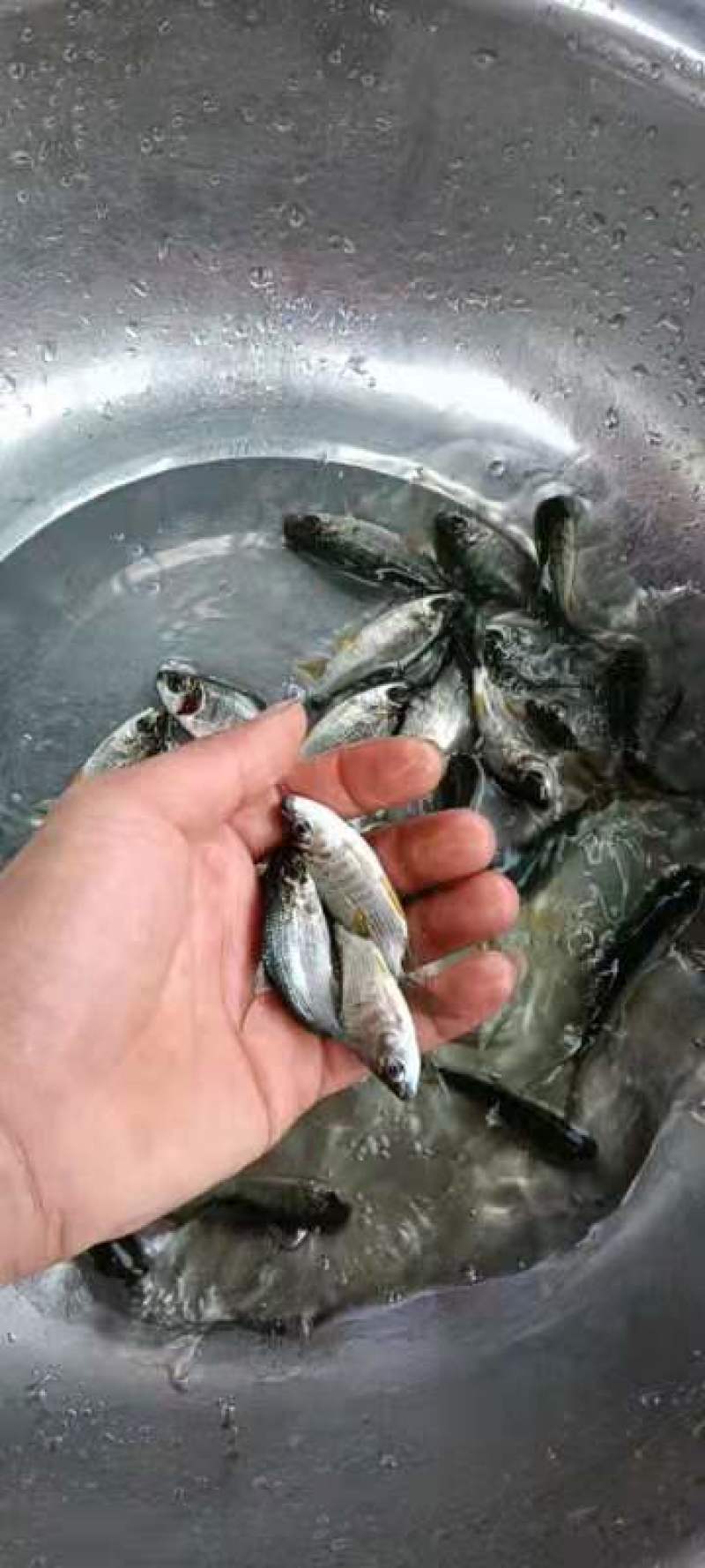 鯽鱼苗大量有货常年供应欢迎全国老板采购