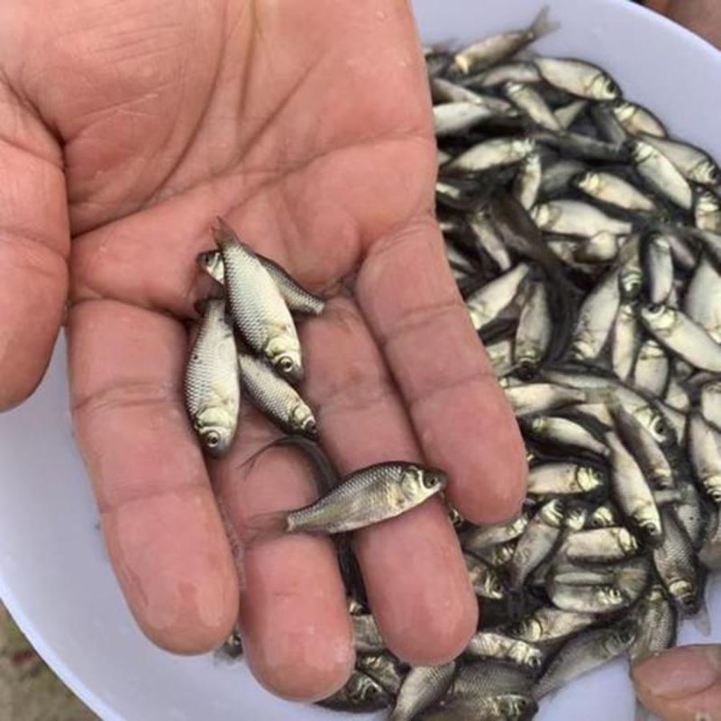 鯽鱼苗大量有货常年供应欢迎全国老板采购