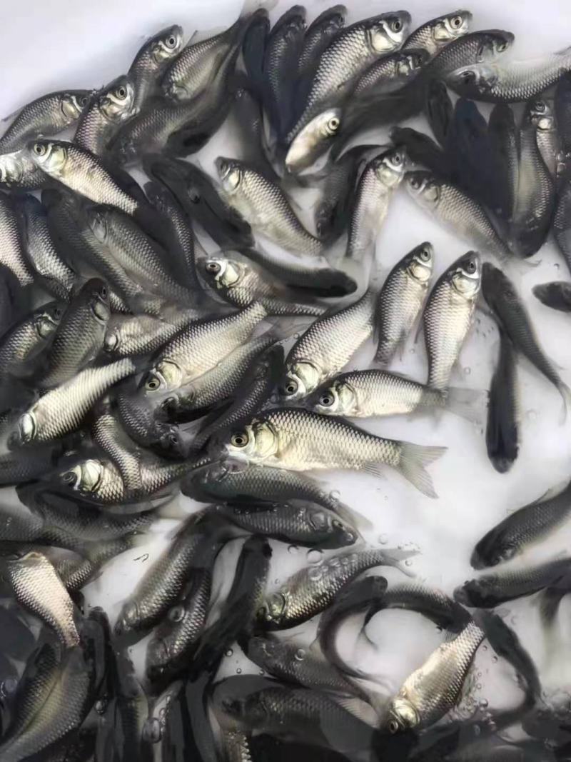 鯽鱼苗大量有货常年供应欢迎全国老板采购