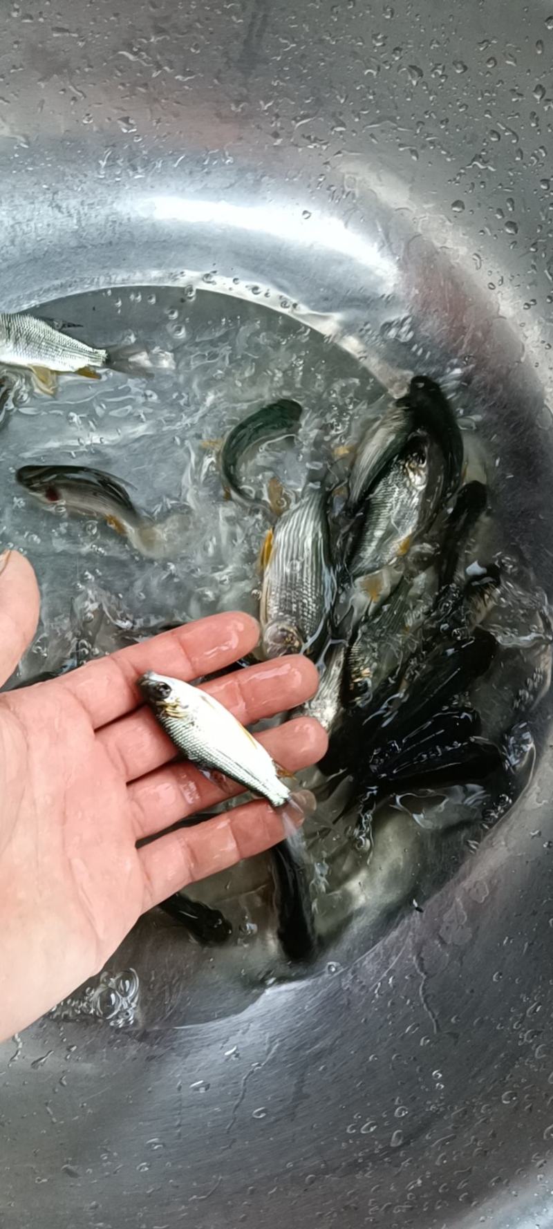 鯽鱼苗大量有货常年供应欢迎全国老板采购