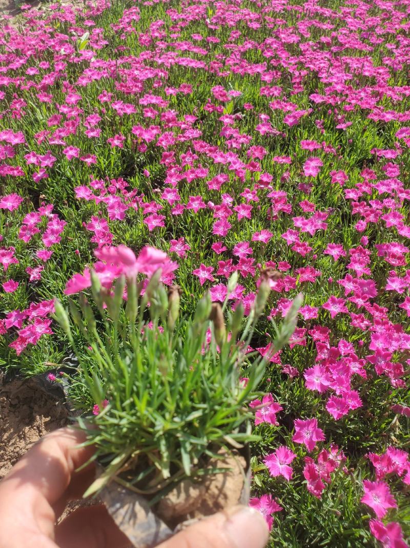 欧石竹