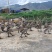 马岗鹅，黑脚，山水养殖，场地直销