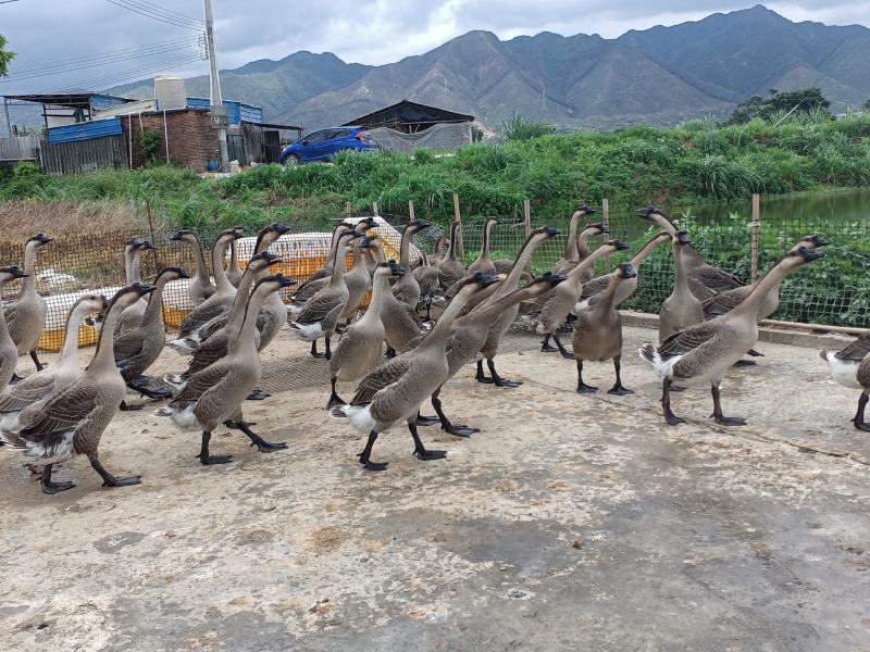 马岗鹅，黑脚，山水养殖，场地直销