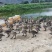 马岗鹅，黑脚，山水养殖，场地直销