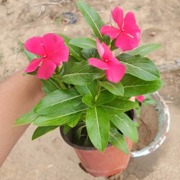 长春花