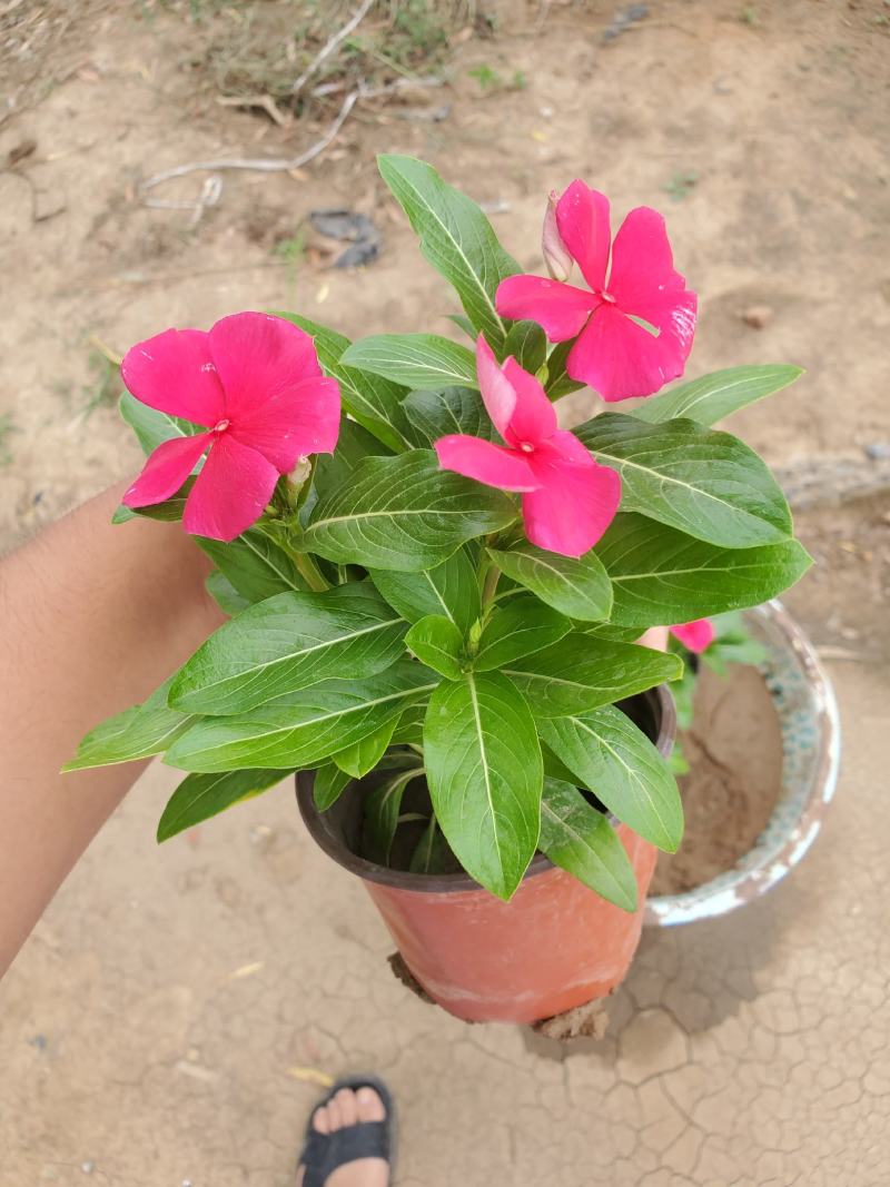 长春花