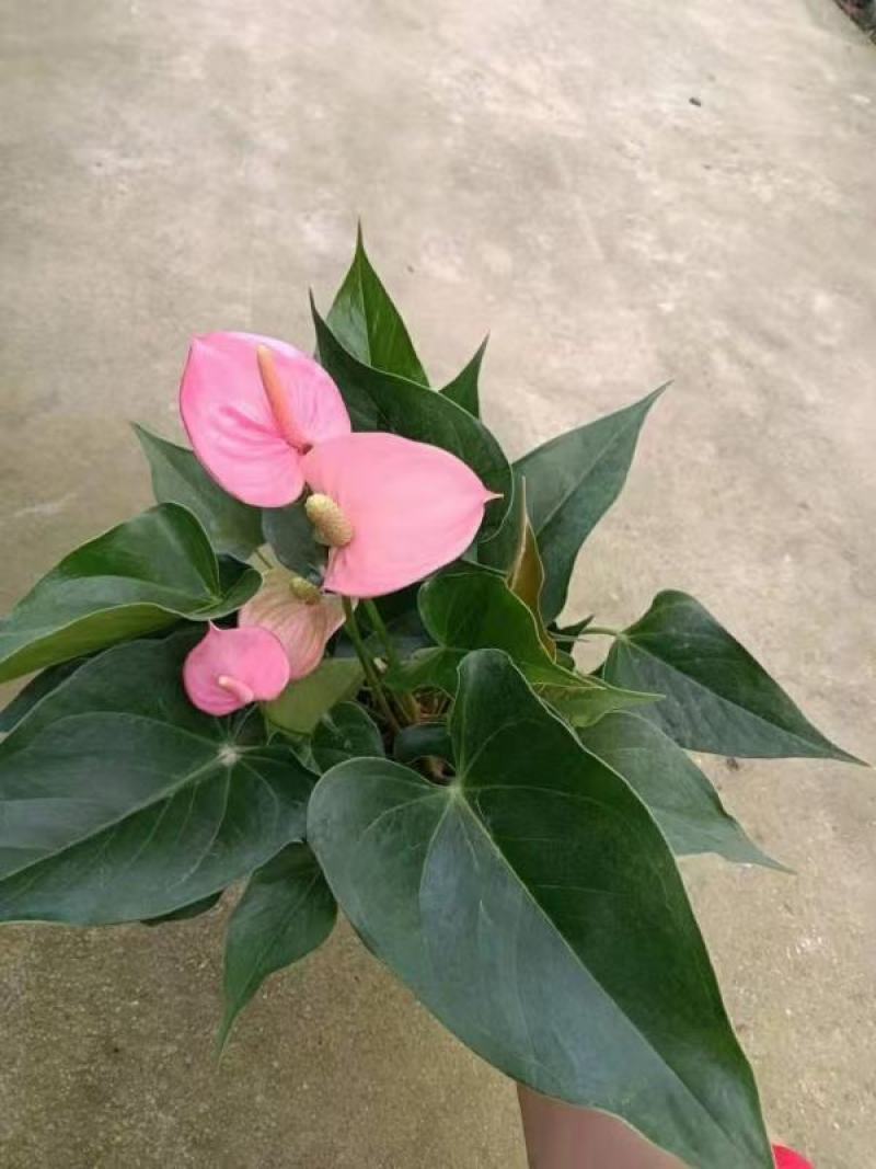各种苗木花卉