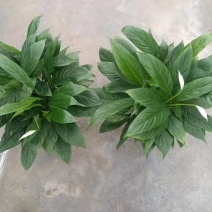 各种苗木花卉