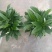 各种苗木花卉