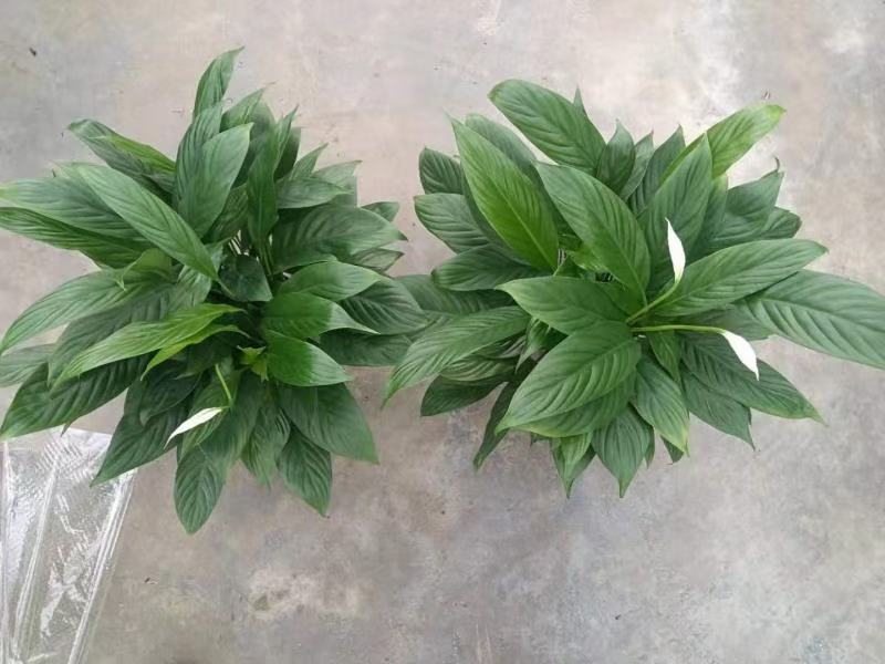 各种苗木花卉