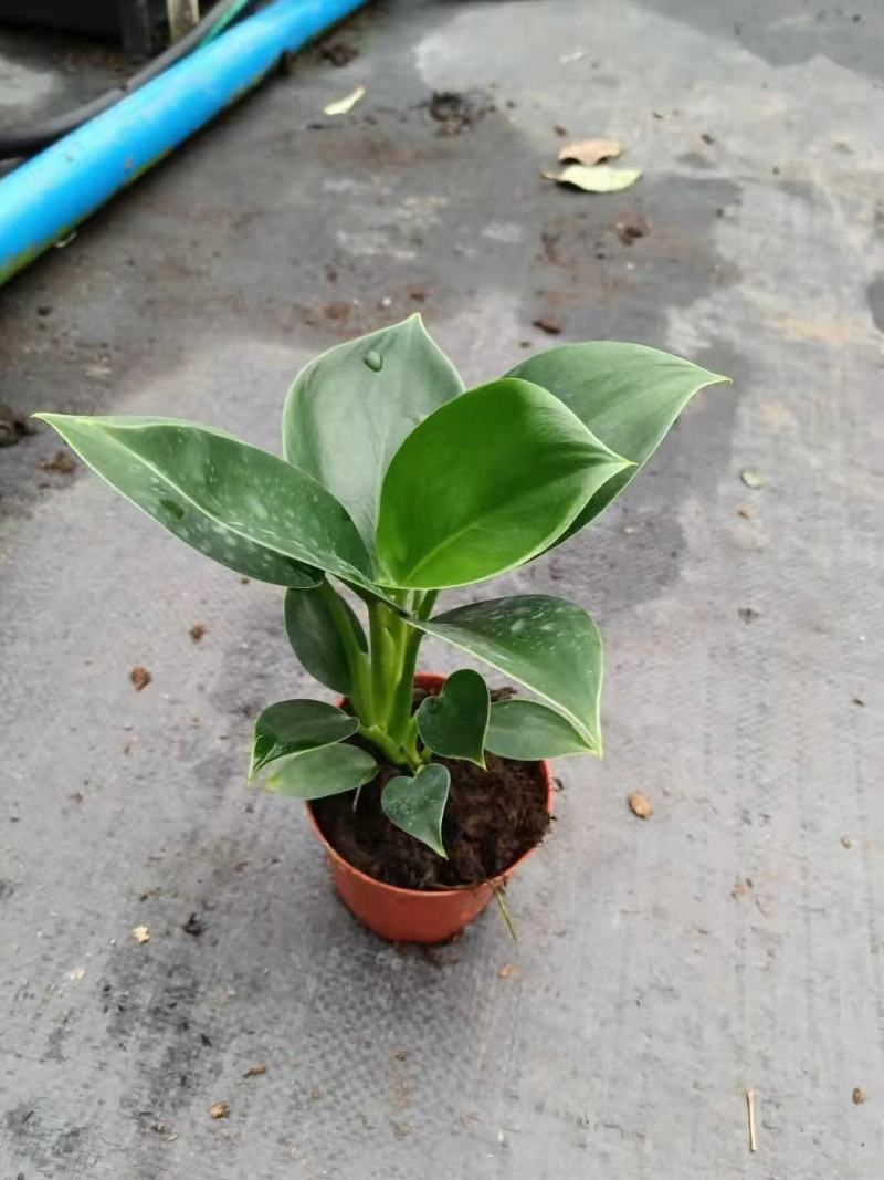 各种苗木花卉