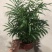 各种苗木花卉