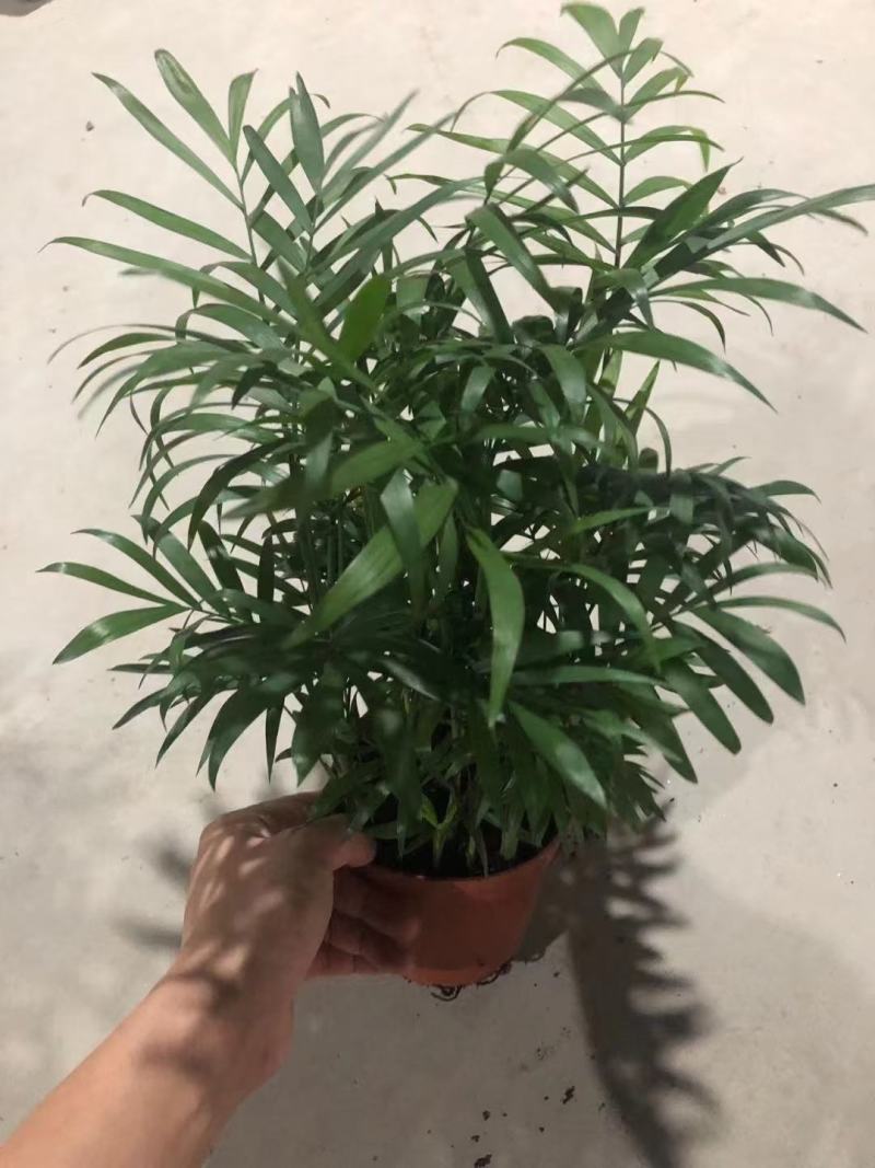 各种苗木花卉