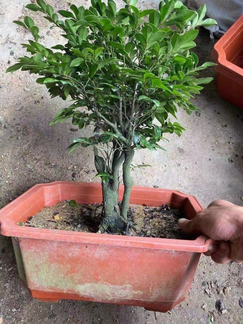 各种苗木花卉