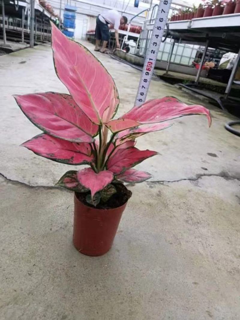 各种苗木花卉