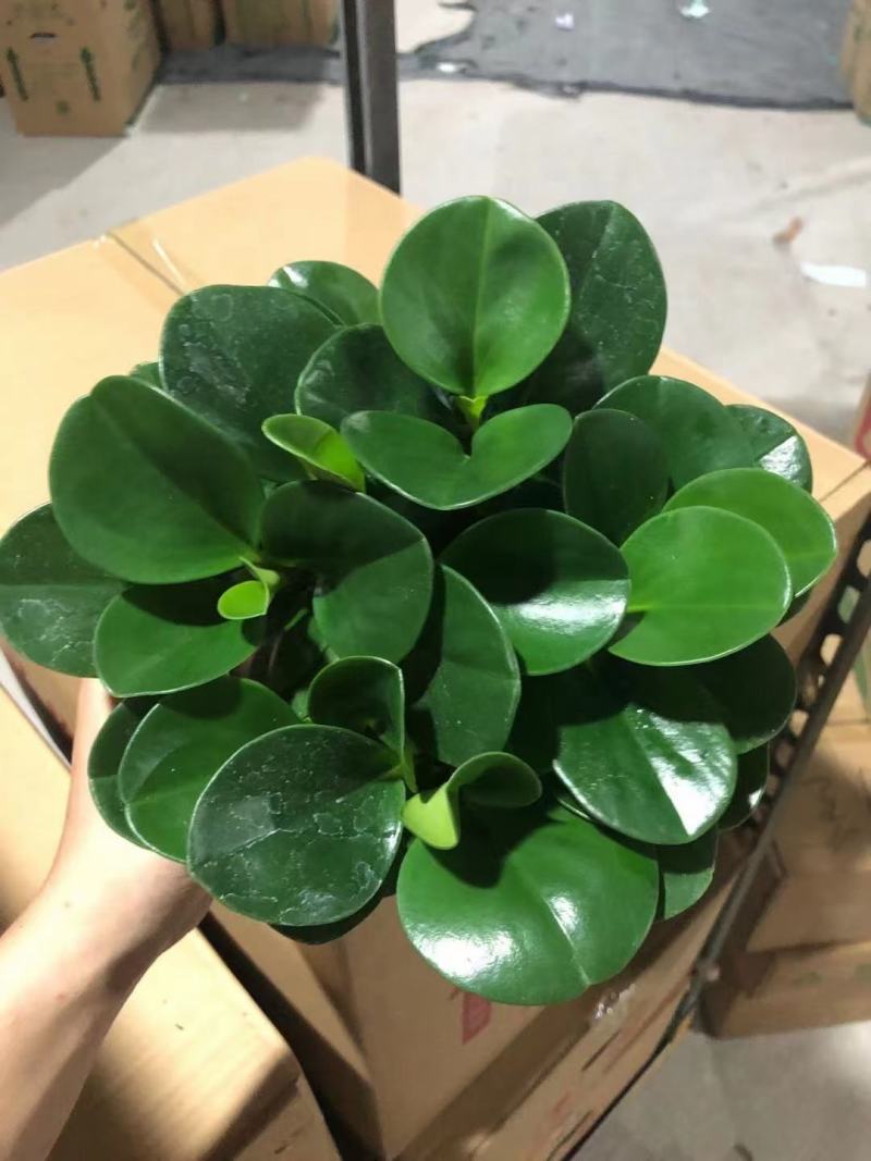 各种苗木花卉