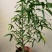 各种苗木花卉