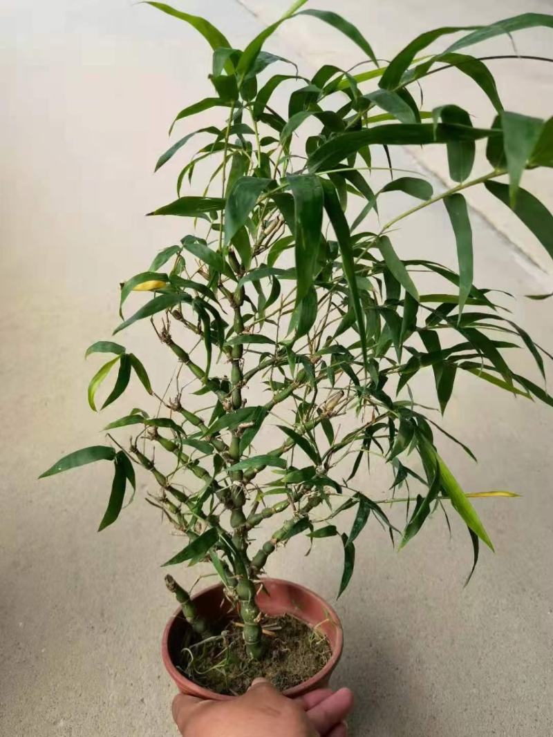 各种苗木花卉
