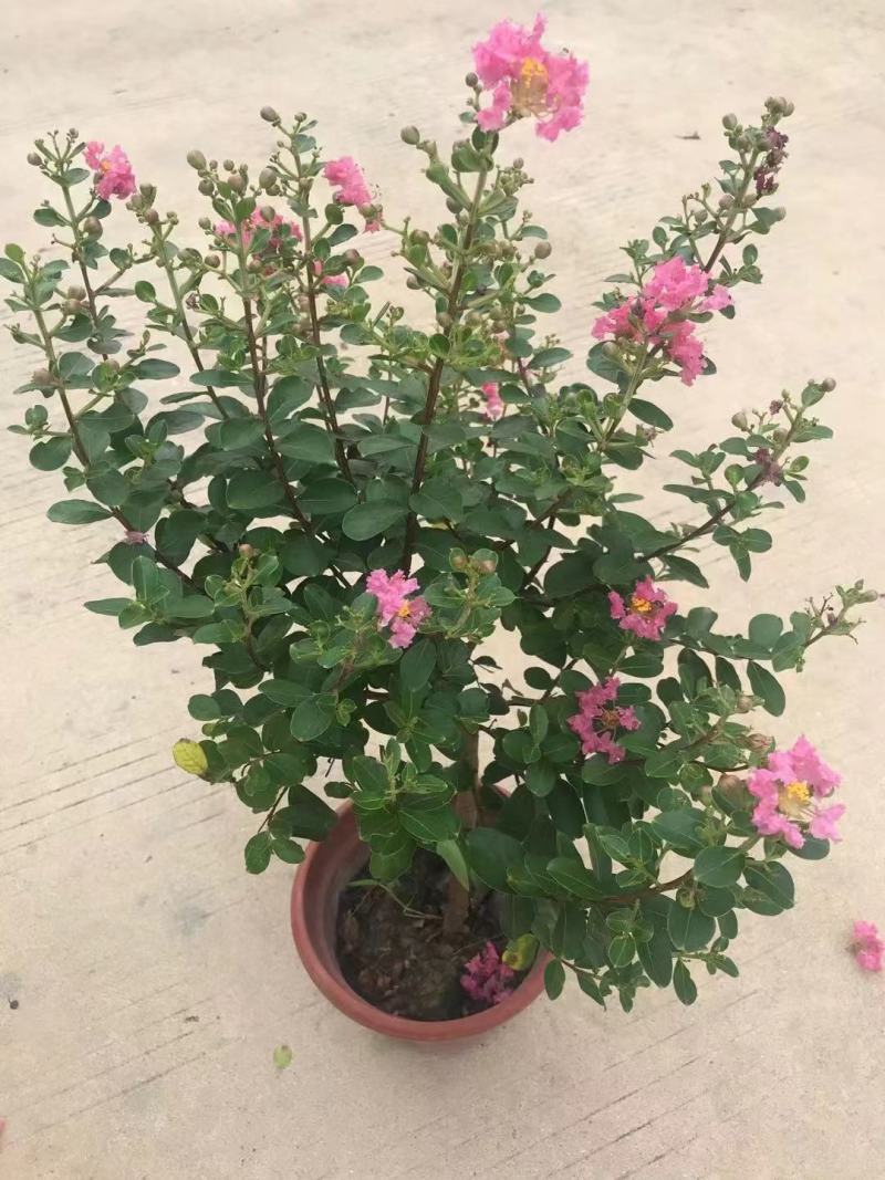 各种苗木花卉