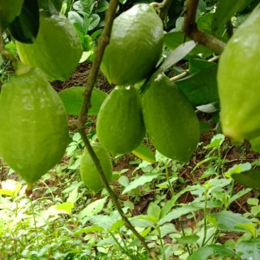 广东香水柠檬