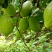 广东香水柠檬