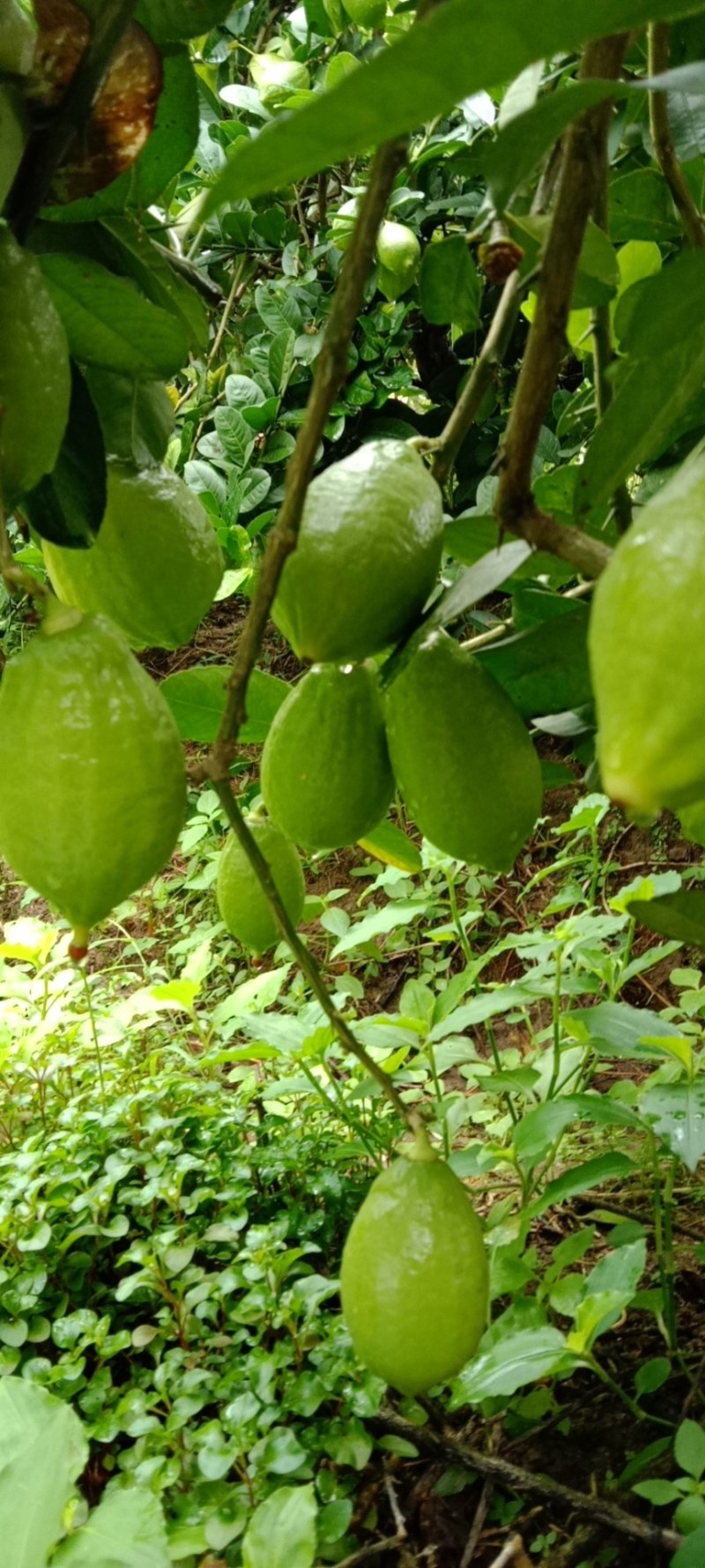 广东香水柠檬