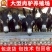 德州驴苗买十头送一头价格合适欢迎咨询