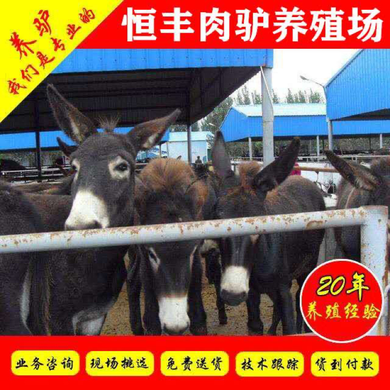 毛驴德州肉驴急售1000头，有需要的可以与我联系