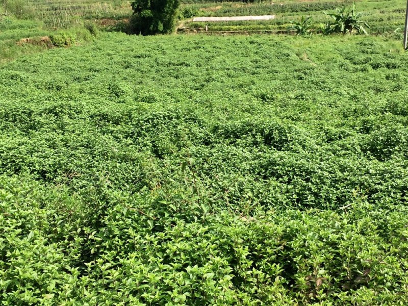 仙草凉粉草全国发货用于生产凉茶仙草冻龟苓膏仙草粉