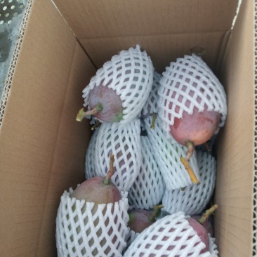 椰香芒果