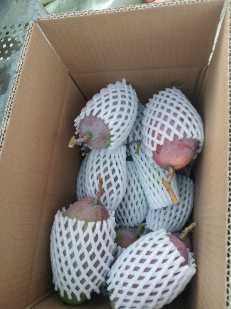 椰香芒果