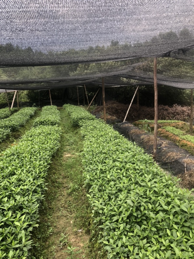 草珊瑚苗，草珊瑚种苗，九节风种苗，苗圃直销籽拨苗
