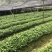 草珊瑚苗，草珊瑚种苗，九节风种苗，苗圃直销籽拨苗