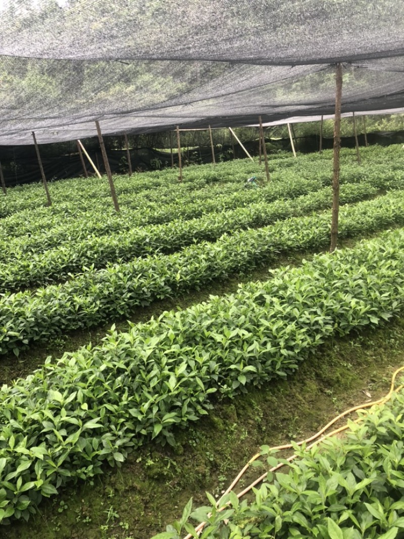 草珊瑚苗，草珊瑚种苗，九节风种苗，苗圃直销籽拨苗