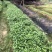 草珊瑚苗，草珊瑚种苗，九节风种苗，苗圃直销籽拨苗