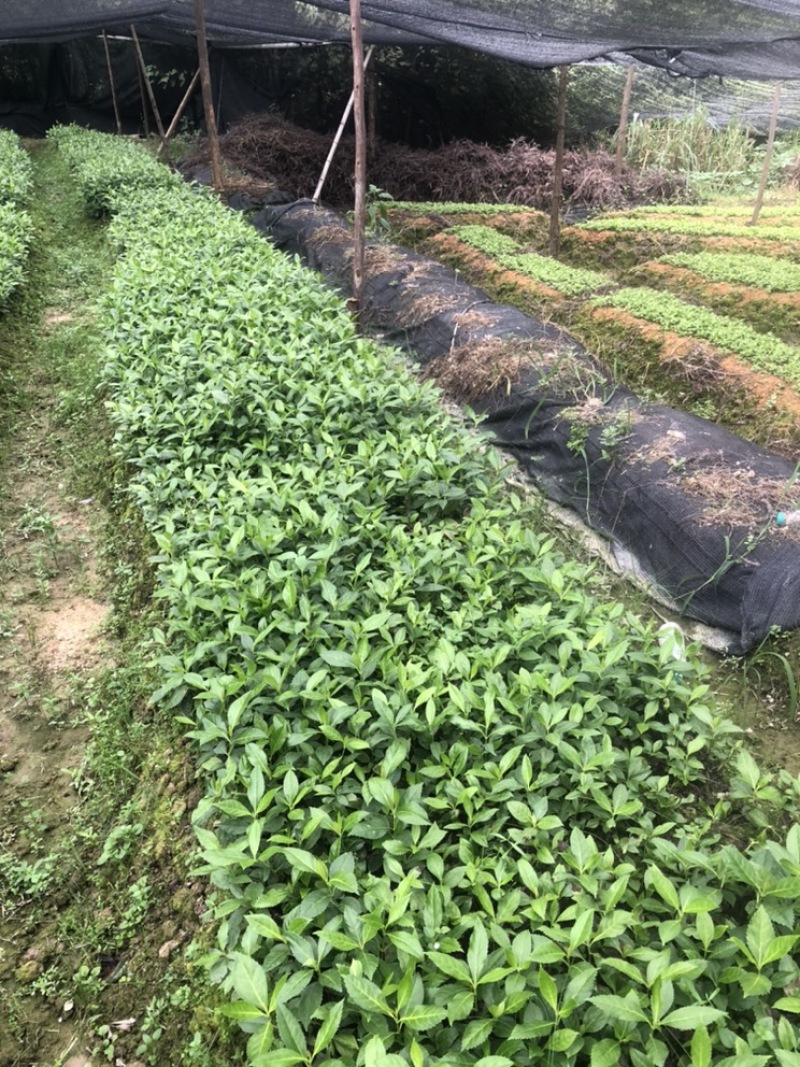 草珊瑚苗，草珊瑚种苗，九节风种苗，苗圃直销籽拨苗