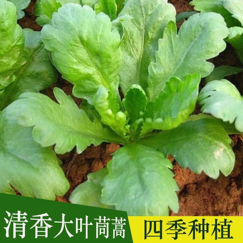 河北精品茼蒿张北蒿子杆(专业对接整车)万亩基地量大从优