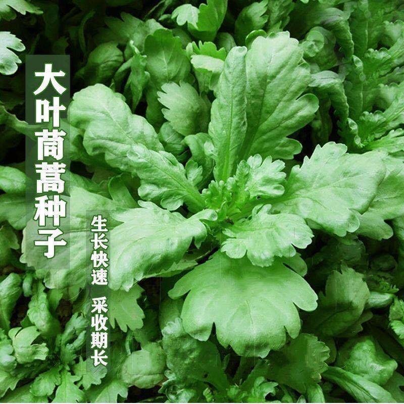 河北精品茼蒿张北蒿子杆(专业对接整车)万亩基地量大从优
