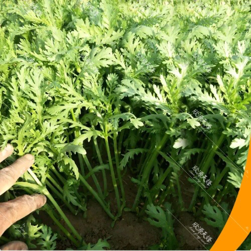 河北精品茼蒿张北蒿子杆(专业对接整车)万亩基地量大从优