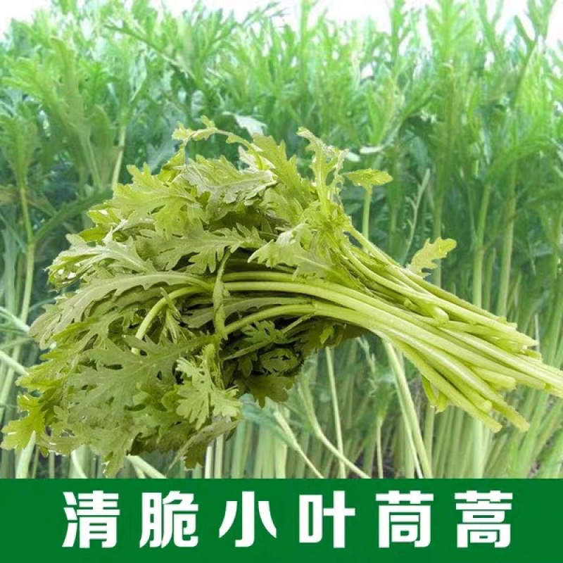 河北精品茼蒿张北蒿子杆(专业对接整车)万亩基地量大从优