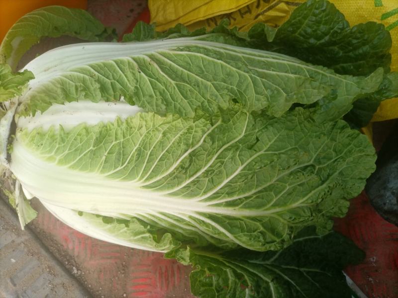 什锦白菜