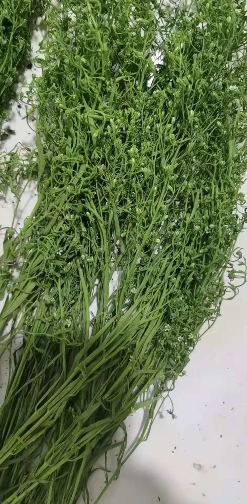 百蕊草