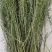 百蕊草