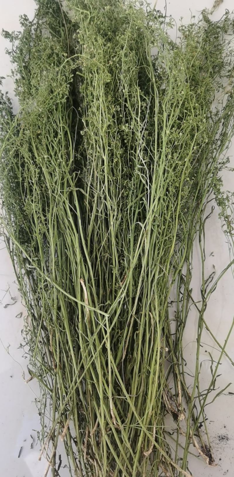 百蕊草