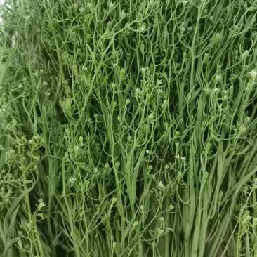 百蕊草