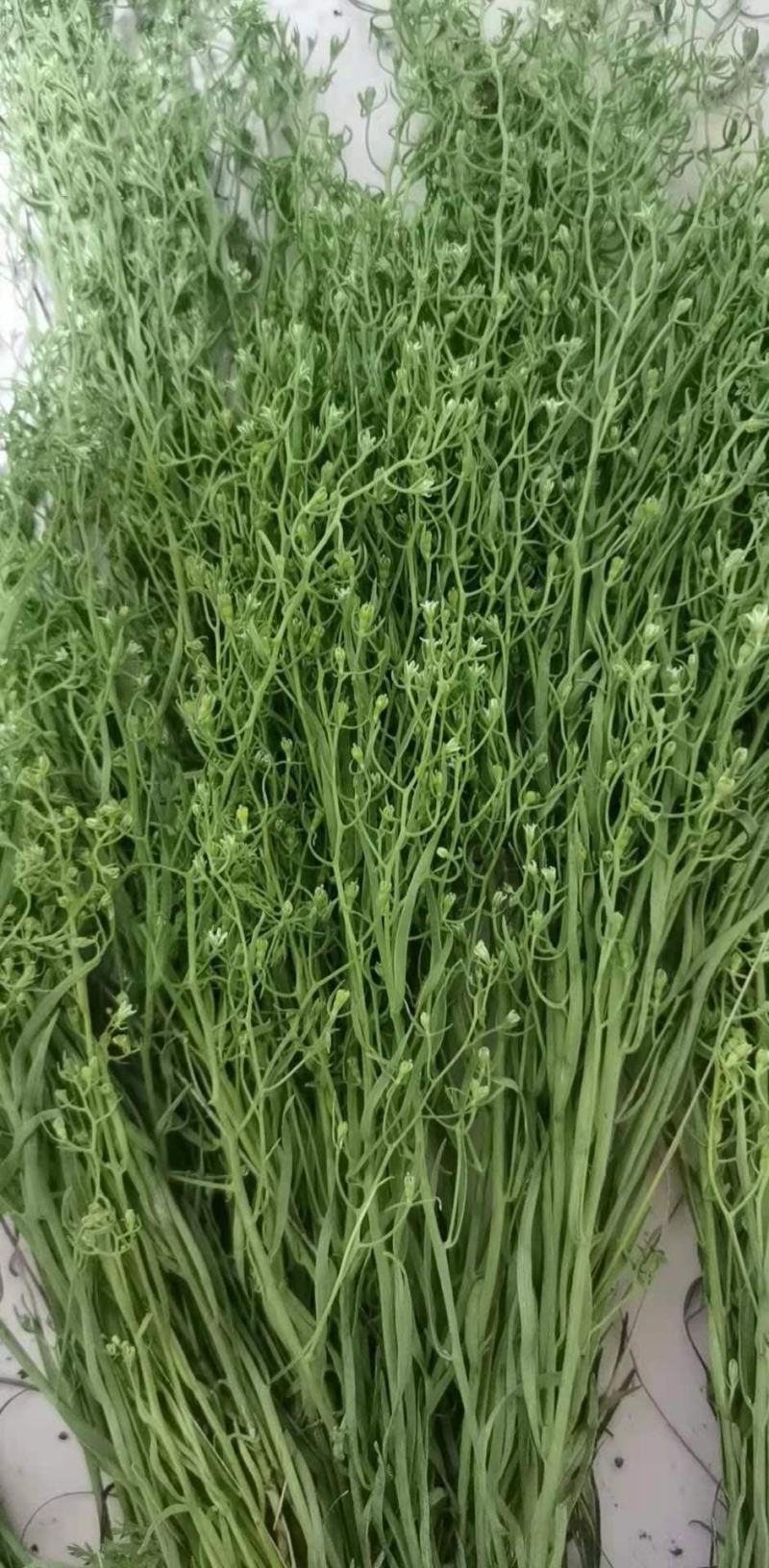 百蕊草