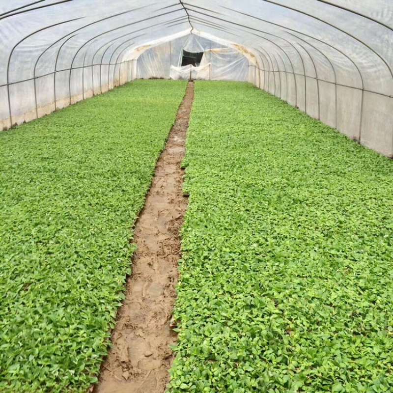 高胶质凉粉草仙草用于制作龟苓膏果酱果冻等等