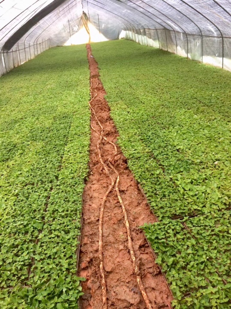 高胶质凉粉草仙草用于制作龟苓膏果酱果冻等等