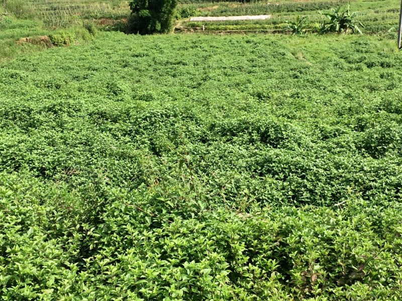 高胶质凉粉草仙草用于制作龟苓膏果酱果冻等等