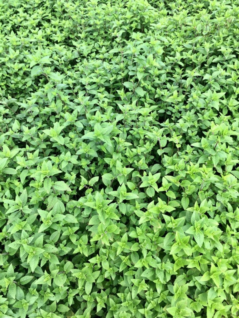高胶质凉粉草仙草用于制作龟苓膏果酱果冻等等